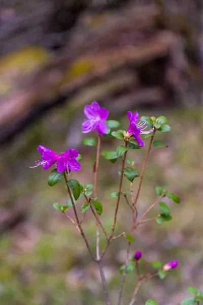 アルタイ、ロシアの野生のローズマリー(地元の方言でマラルニク)のかろうじて開花の花 — ストック写真