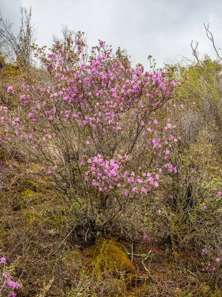 アルタイ、ロシアの野生のローズマリー(地元の方言でマラルニク)のかろうじて開花の花 — ストック写真