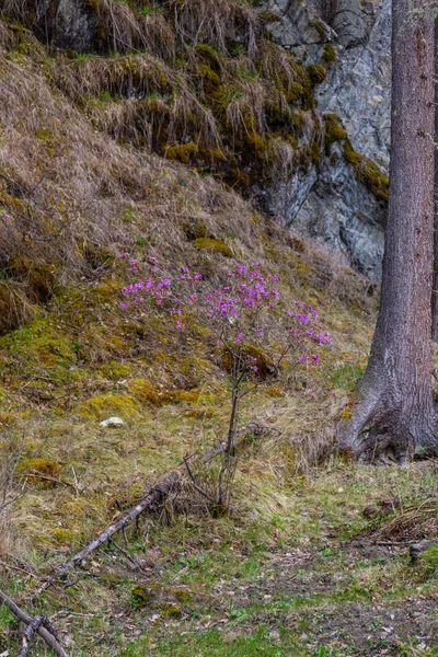 アルタイ、ロシアの野生のローズマリー(地元の方言でマラルニク)のかろうじて開花の花 — ストック写真