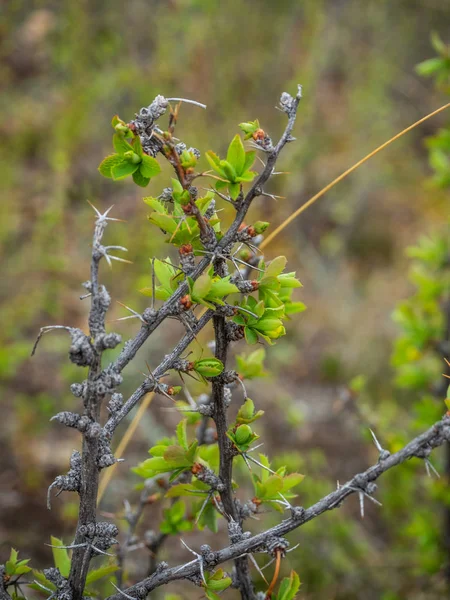 Bush av en vild ros precis släppt unga gröna blad i Altai, Ryssland — Stockfoto