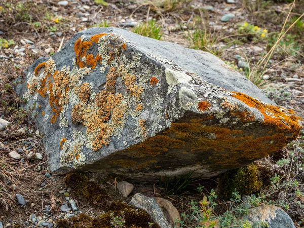 El musgo colorido crece en rocas desnudas en las montañas de Altai, Rusia — Foto de Stock