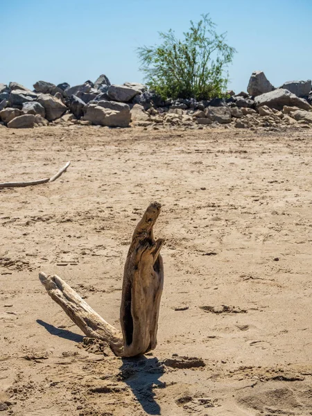 Ob Denizi'nin kumlu plajında yılan şeklinde garip bir tahta pürüz yatıyor. — Stok fotoğraf