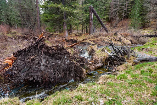 Невелика, але бурхлива гірська річка маленька ялинка витягла дерево з корінням в Алтай, Росія — стокове фото