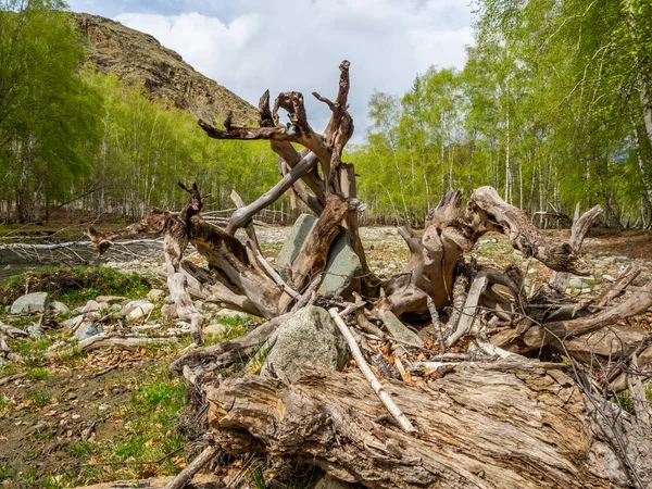 Un pequeño pero tormentoso río de montaña Pequeño Yaloman sacó un árbol con raíces en Altai, Rusia — Foto de Stock