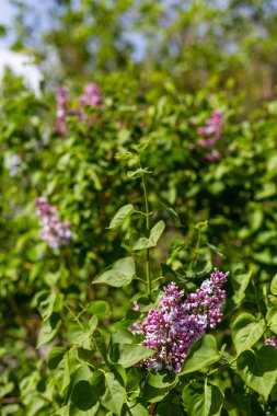 Novosibirsk, Rusya'da mor çiçeklenmeler ile Leylak çalı