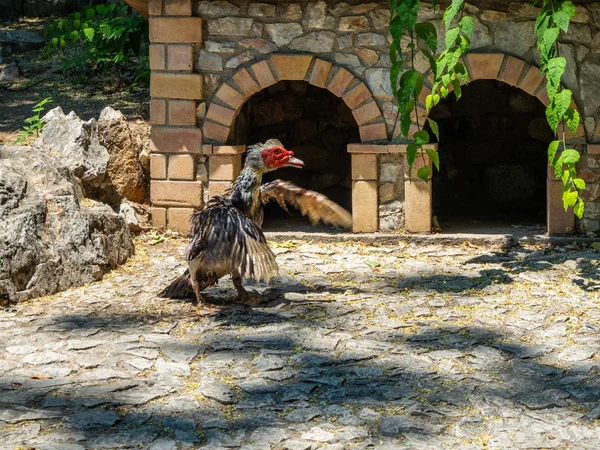 Πάλη κόκορας γαλοπούλα έτοιμος να πολεμήσει στην Αθήνα, Ελλάδα — Φωτογραφία Αρχείου