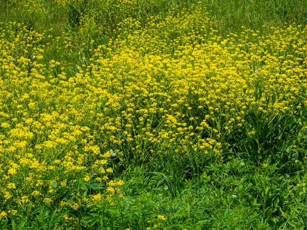 Polany żółte kwiaty na jasny słoneczny dzień w Altai — Zdjęcie stockowe