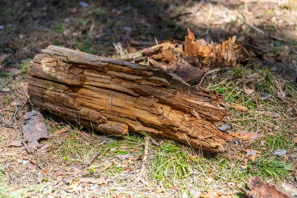 Tudo no mundo tem um fim, e qualquer pedaço de madeira torna-se uma lenha ou podre — Fotografia de Stock