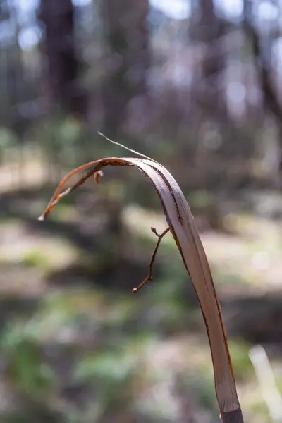 中断された生命の象徴として樹皮の残骸を持つ壊れた乾燥した枝 — ストック写真