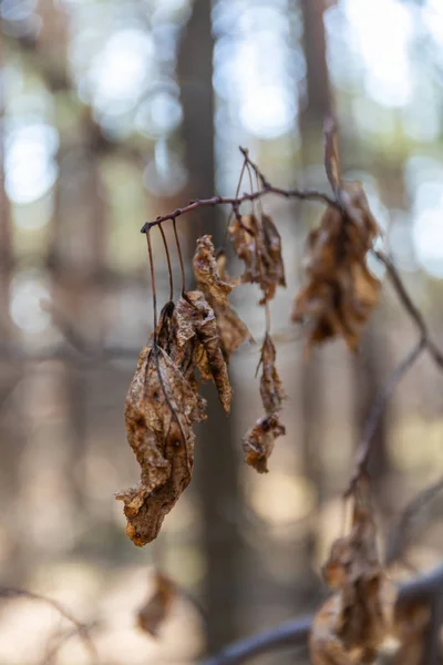 As folhas castanhas secas e secas do ano passado num ramo — Fotografia de Stock