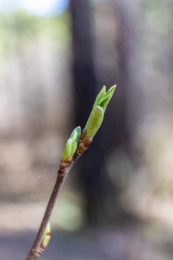 İlkbaharda doğada yeni bir hayat başlar, tomurcuklar açılır ve çiçekler açar.