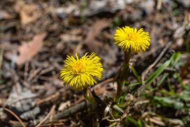 İlkbaharda doğada yeni bir hayat başlar, tomurcuklar açılır ve çiçekler açar.