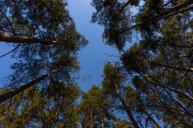Rusya'da berrak parlak mavi gökyüzüne karşı uzun ağaçların taçlar