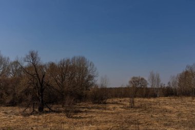 Rusya'da bir doğal parkta henüz çiçek lenmedi yeşillik ile Bahar ormanı