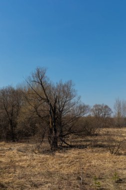Rusya'da bir doğal parkta henüz çiçek lenmedi yeşillik ile Bahar ormanı