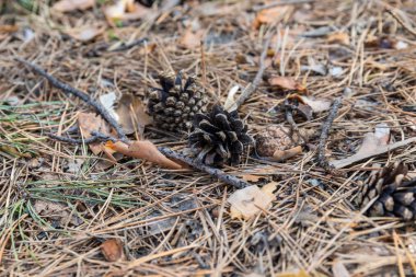 Büyük ve küçük çam kozalağı Rusya'da bahçede düşmüş iğneler üzerinde yalan
