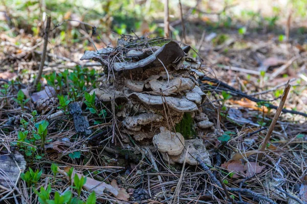 Parasiet paddenstoelen groeien op een kleine stronk van een boom — Stockfoto