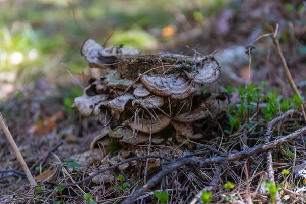 Os cogumelos de parasita crescem em um pequeno toco de uma árvore — Fotografia de Stock