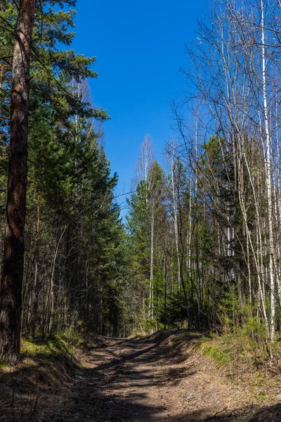 ロシアの自然公園の葉と春の森のトレイル — ストック写真