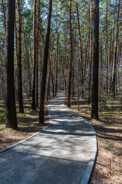 Η διαδρομή στο δάσος της άνοιξης με φύλλωμα στο φυσικό πάρκο στη Ρωσία — Φωτογραφία Αρχείου