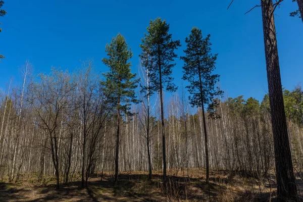 Bosque de primavera con follaje aún no florecido en un parque natural en Rusia — Foto de Stock