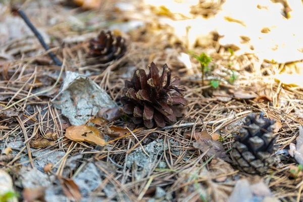 Grands et petits cônes de pin se trouvent sur les aiguilles tombées dans le jardin en Russie — Photo