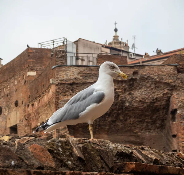 Grande gaivota branca nas ruínas de um antigo muro de pedra em Roma, Itália — Fotografia de Stock