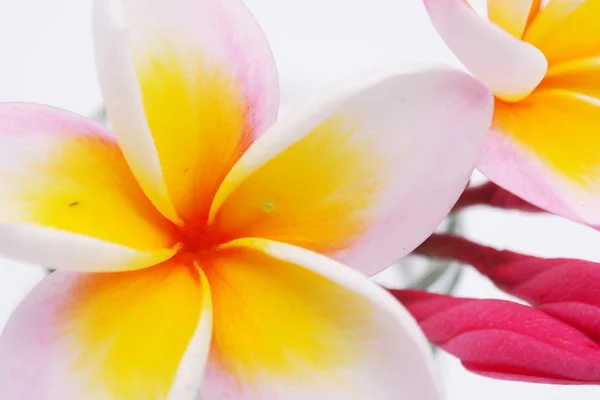 Plumeria Fiore Sfondo Bianco — Foto Stock