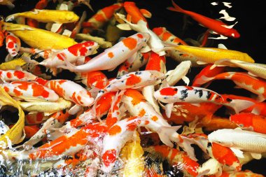 Renkli süslü sazan balık, Gıda için rekabet