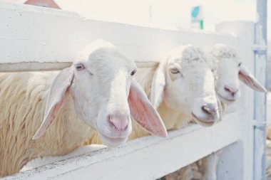 Çiftlikteki şirin beyaz koyun.