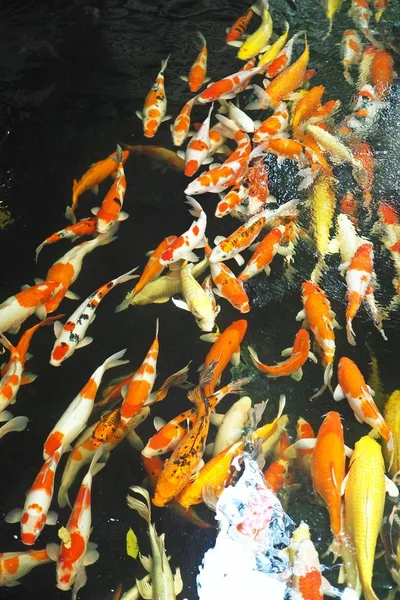 Farbenfrohe Karpfenfische Die Nahrung Konkurrieren — Stockfoto