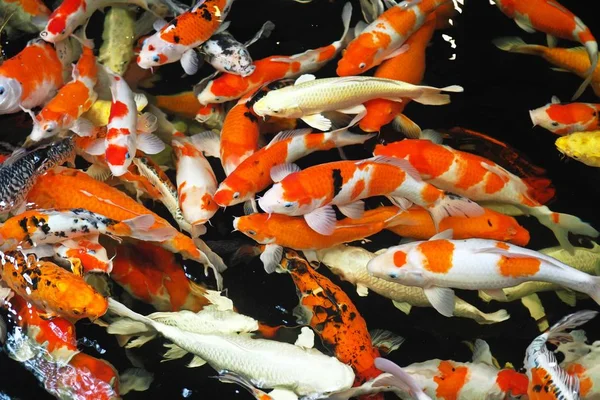 Πολύχρωμα Κυπρίνοι Φανταχτερά Ψάρια Ανταγωνίζονται Για Τρόφιμα Εικόνα Αρχείου