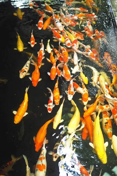 Πολύχρωμα Κυπρίνοι Φανταχτερά Ψάρια Ανταγωνίζονται Για Τρόφιμα Εικόνα Αρχείου