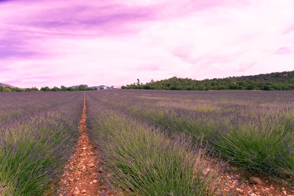 Champ Lavande Paysage Estival Coucher Soleil Près Valensole Provence France — Photo