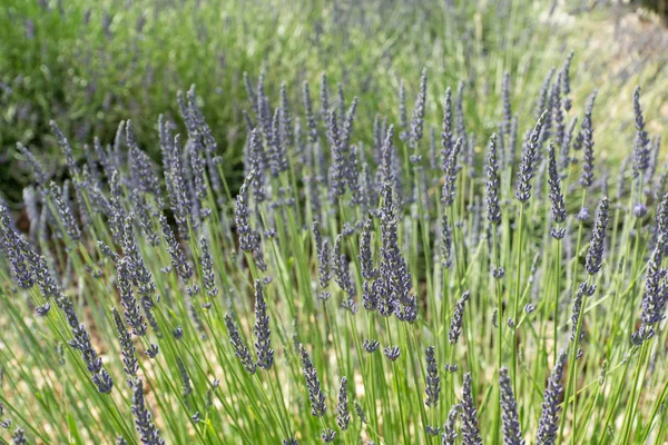Lavanta tarlası yaz günbatımı manzarası Valenzo yakınlarında. Provence, Fransa