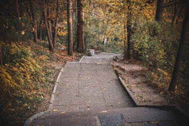 Sonbahar parkında yol