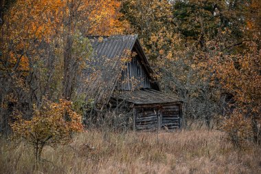 terk edilmiş evde Chernobyl dışlama bölgesi sarı başladı vahşi bitkiler ile büyümüş
