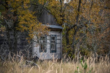 terk edilmiş evde Chernobyl dışlama bölgesi sarı başladı vahşi bitkiler ile büyümüş