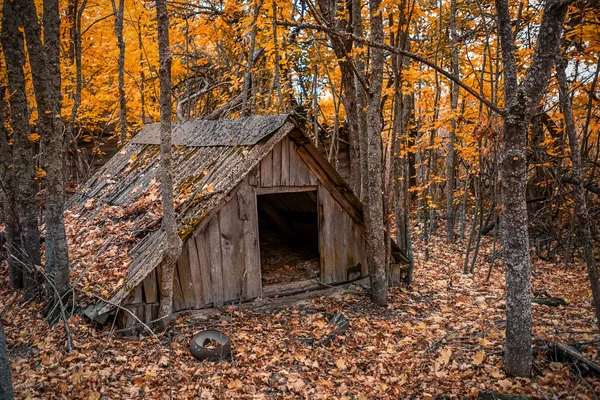 Jardin Abandonné Envahi Par Des Plantes Sauvages Qui Ont Commencé — Photo