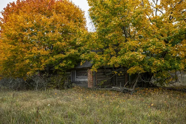 Abandoned House Overgrown Wild Plants Started Yellow Chernobyl Exclusion Zone — Stock Photo, Image