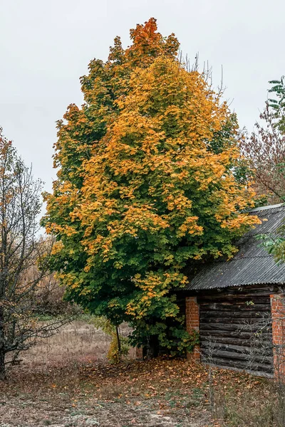 Verlassenes Haus Überwuchert Mit Wildpflanzen Die Der Sperrzone Von Tschernobyl — Stockfoto