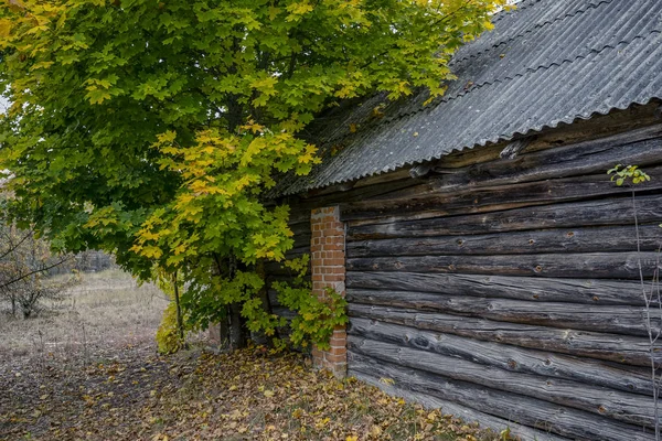 Verlaten Huis Begroeid Met Wilde Planten Die Gele Begon Zone — Stockfoto