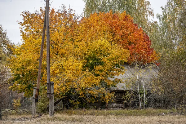 Verlaten Huis Begroeid Met Wilde Planten Die Gele Begon Zone — Stockfoto