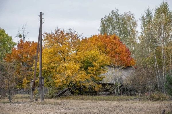 Verlassenes Haus Überwuchert Mit Wildpflanzen Die Der Sperrzone Von Tschernobyl — Stockfoto