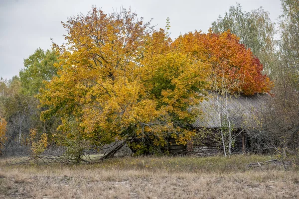 Verlassenes Haus Überwuchert Mit Wildpflanzen Die Der Sperrzone Von Tschernobyl — Stockfoto