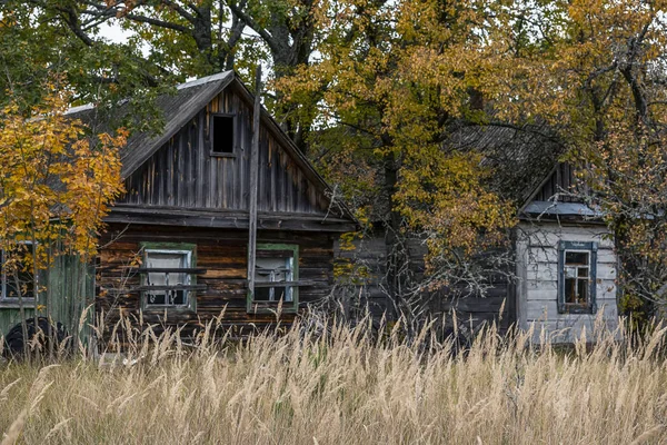 チェルノブイリの避難区域の黄色を始めた野生の植物の生い茂った放棄された住宅 — ストック写真