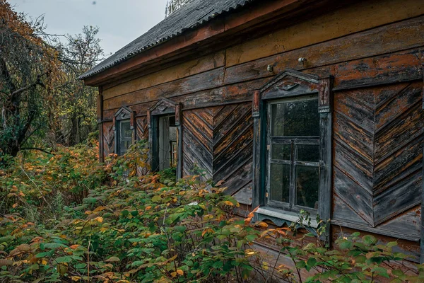 Покинутий Будинок Заростають Диких Рослин Які Почали Жовтий Чорнобильській Зоні — стокове фото