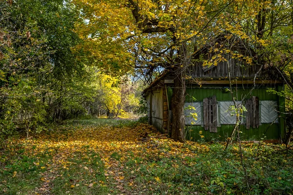 Verlaten Huis Begroeid Met Wilde Planten Die Gele Begon Zone — Stockfoto