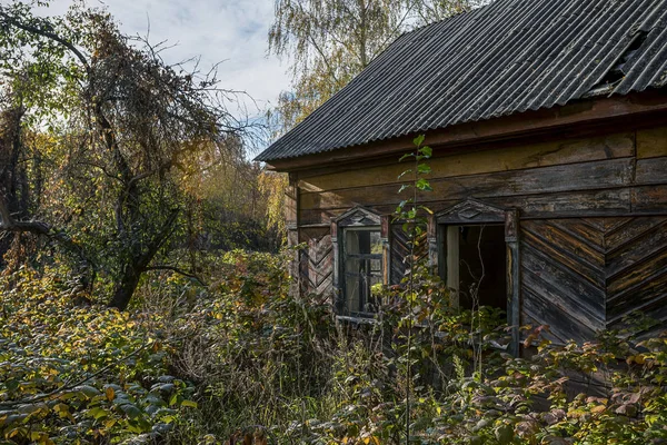 Покинутий Будинок Заростають Диких Рослин Які Почали Жовтий Чорнобильській Зоні — стокове фото