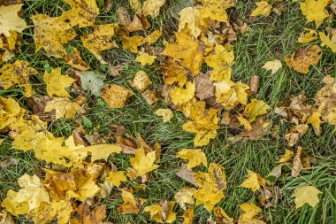 yeşil çimenlerin üzerinde düşen yapraklar sonbaharda halı